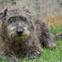 Cleo möchte Vertrauen fassen, Hund zur Adoption