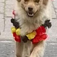 Devi sucht liebevolles Zuhause, Hündin zur Adoption