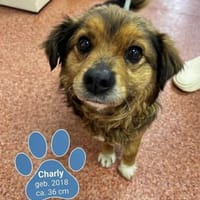 Charly sucht seine Lieblingsmenschen!, Hund zur Adoption