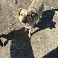 Snoopy wartet  vielleicht auf dich?, Hund zur Adoption