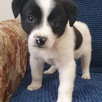 Welpenjunge ZMEUT (klein bleibend), Hund zur Adoption