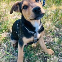 Finley, verspielter Mischlingswelpe, Hund zur Adoption