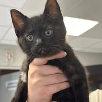 Balthazar, chat à adopter