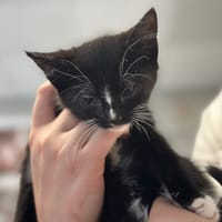 Baya, chatte à adopter