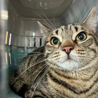 NOCCIO, chat à adopter