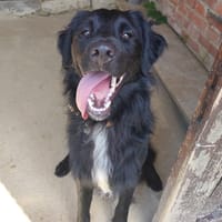 ADES, chien à adopter