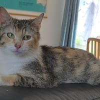 Saminou, chatte à adopter