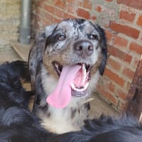 ASPEN, chienne à adopter