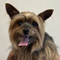 NINA, chienne à adopter