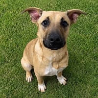 APACHE, chien à adopter