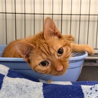 C-3PO, chat à adopter