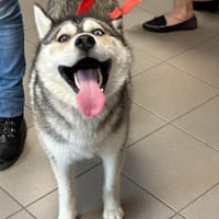 AIKA, chienne à adopter