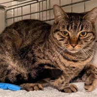 MYRNA, chatte à adopter