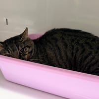 ELI, chat à adopter