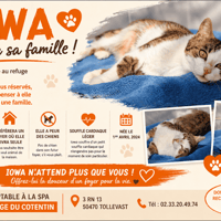 IOWA, chatte à adopter