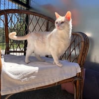 Caramel, chat à adopter