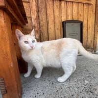 Caramel, chat à adopter