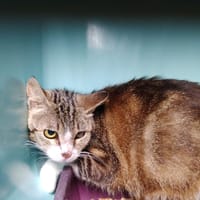 ELLIE, chatte à adopter