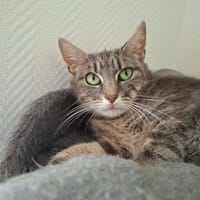 ALASIE, chatte à adopter