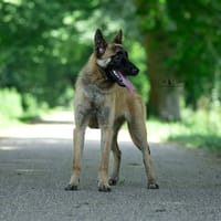 Zoulou, chien à adopter
