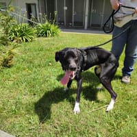 BOUNTY QCN, chien à adopter