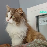 Alba, chatte à adopter