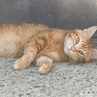 Rousseau, chat à adopter