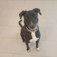 Salto, chien à adopter