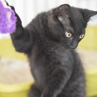BAMBUM, chat à adopter