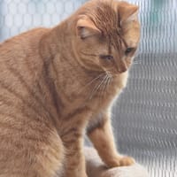 HIGIA, chatte à adopter