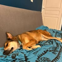 Mademoiselle, chienne à adopter