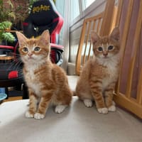 Martin et Bruno, chat à adopter