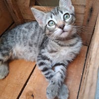 Schlomo, chat à adopter