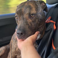 TIGROU, chien à adopter