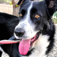 REY, chien à adopter