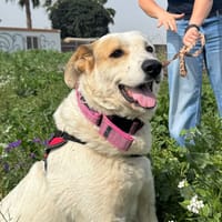 ENMA (MARTINA), chienne à adopter