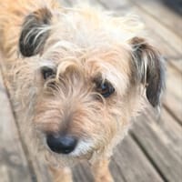 LUCY, chienne à adopter