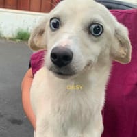 DAISY, chienne à adopter