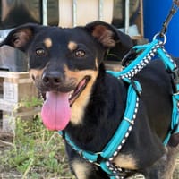 WINSTON (Martina), chien à adopter