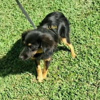 LUNA, chienne à adopter