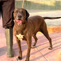 MARLEY (Lara), chien à adopter