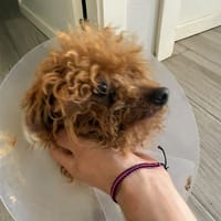 GINGER (ANIMALEA), chienne à adopter