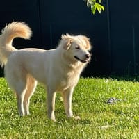 LUNA, chienne à adopter
