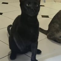 ROXANE, chatte à adopter