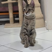 ORPHY, chat à adopter