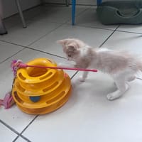 NOUGAT, chat à adopter