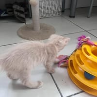 PRALINE, chatte à adopter