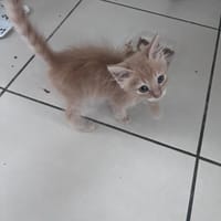 PISTACHE, chatte à adopter
