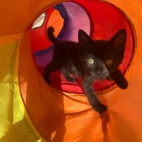 CACHOU, chatte à adopter