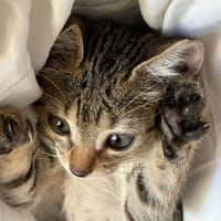 MADDY, chatte à adopter